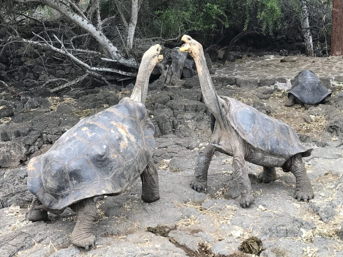 Duelling giant tortoises at the Charles Darwin Research Station in Puerto Ayora