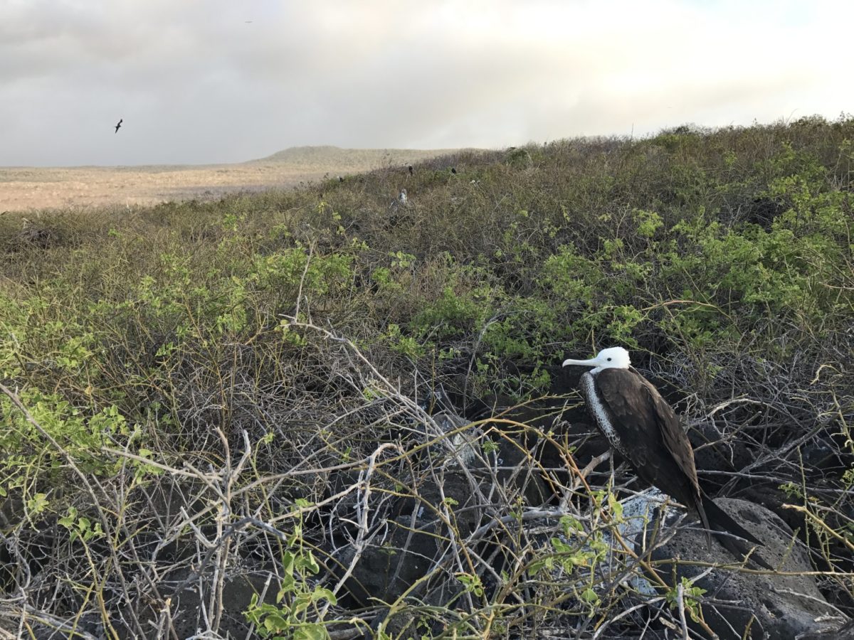 Juvenile Frigatebird on San Cristóbal