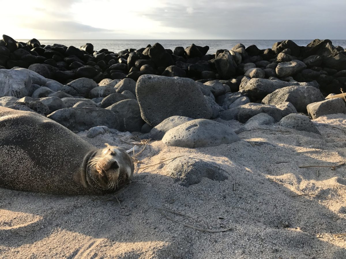 Oh hey, I'm the first of many adorable sea lions you'll meet in the Galapagos