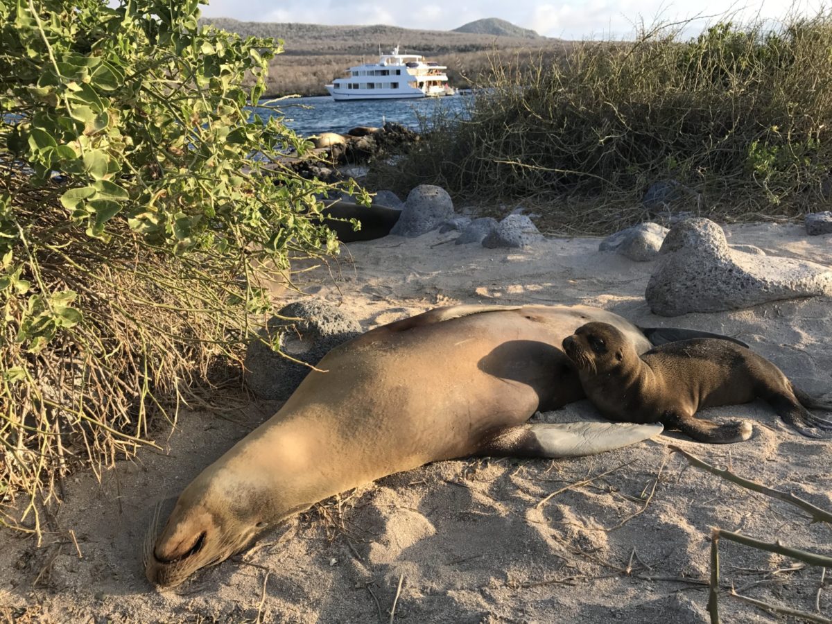 Mother and baby sea lion with our boat, Millenium, anchored in the background