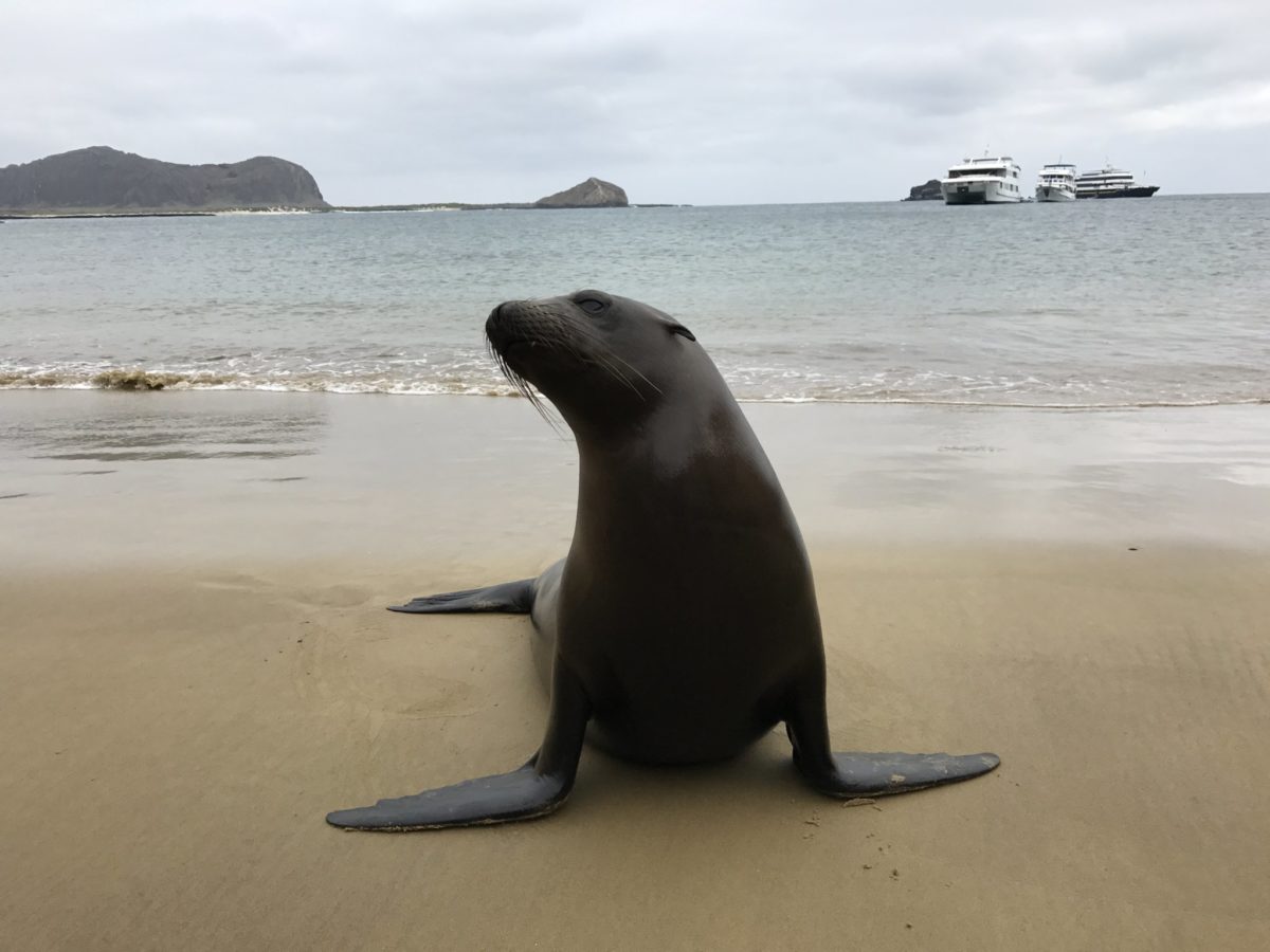 Some sea lions were real hams