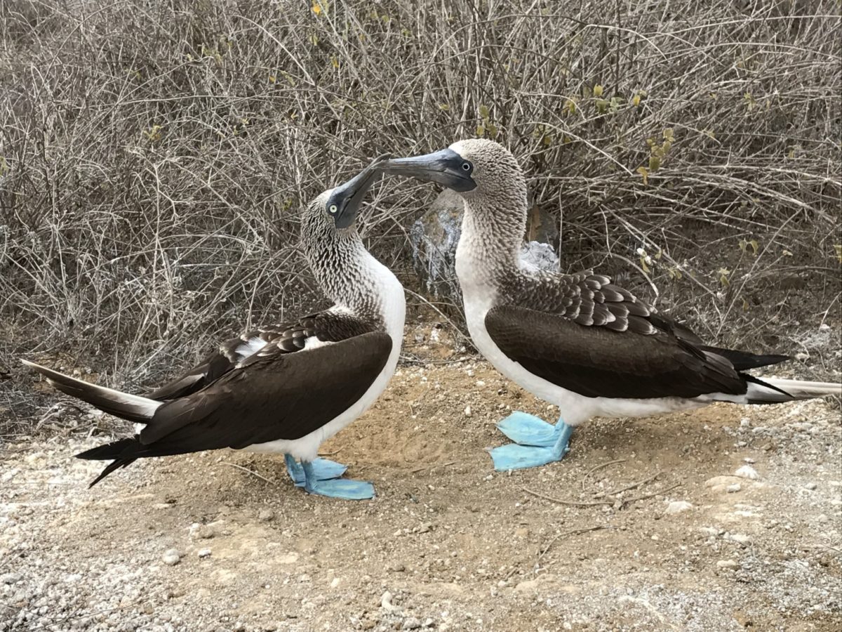 Our first sighting of blue-footed boobies!