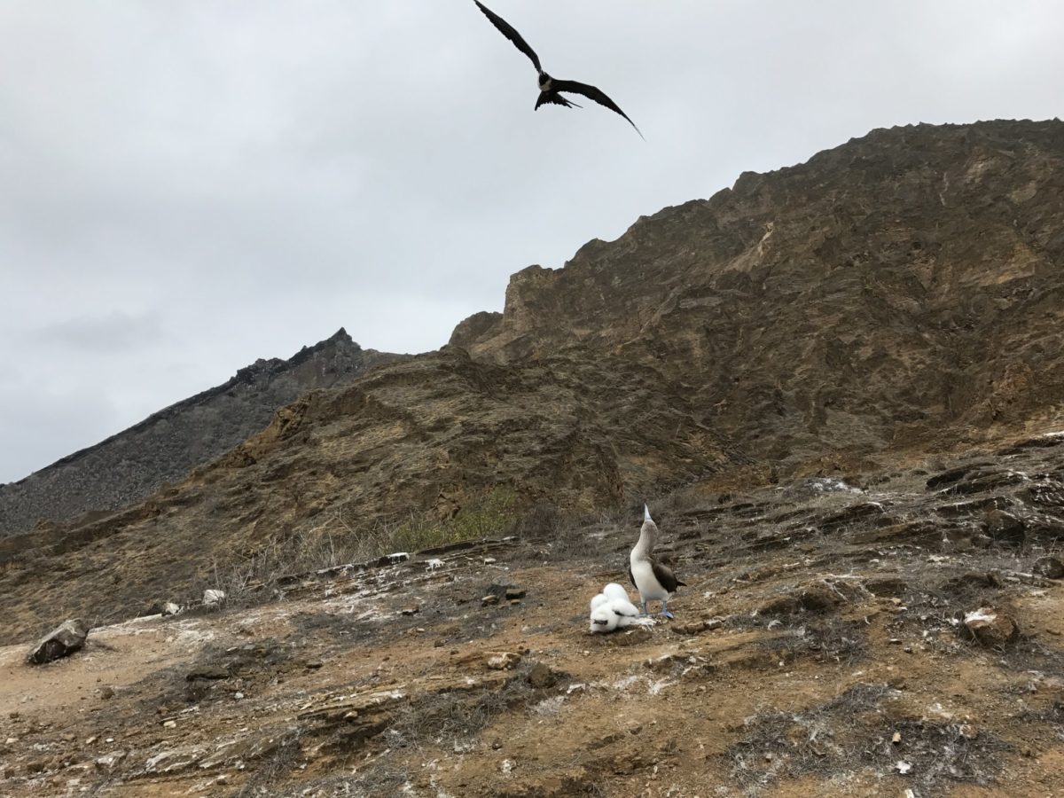 Blue-footed booby mom and fluffy, baby booby harassed by a frigatebird