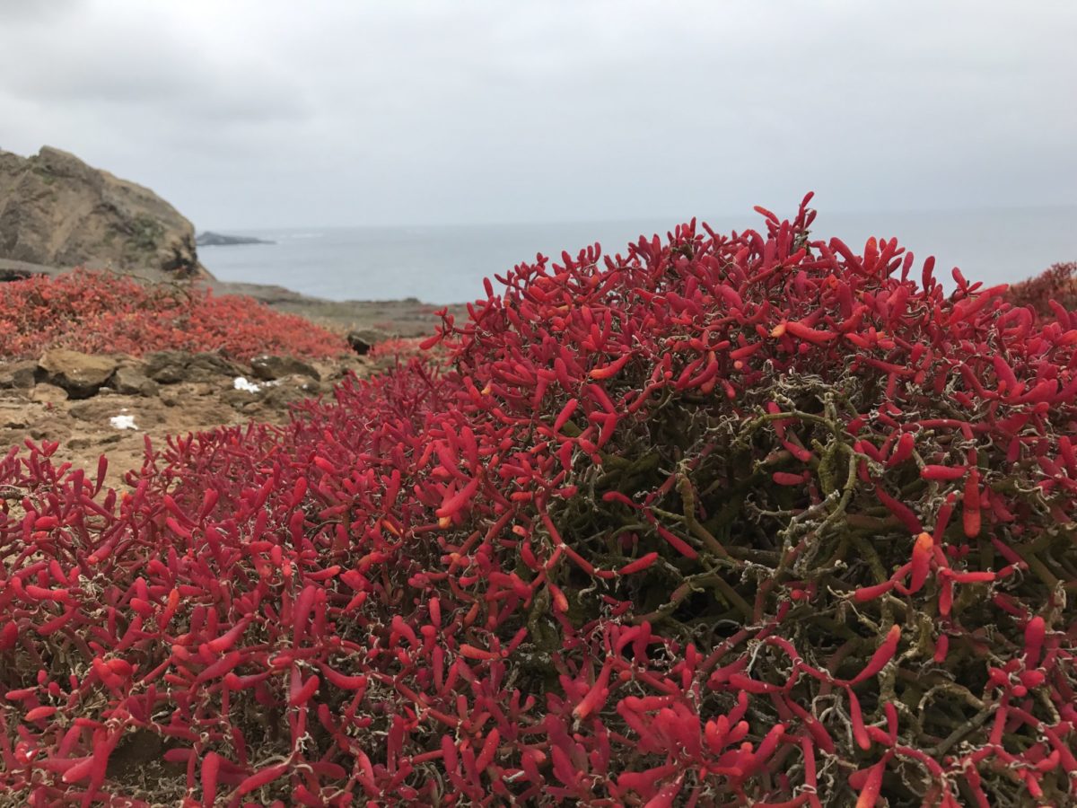 Though it was dry season, the odd colorful splash of flora remained