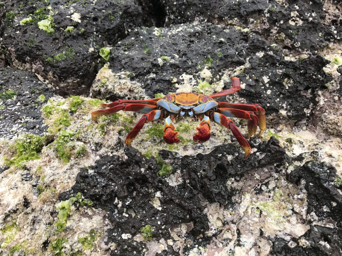 Oh right, mustn't forget about the other fauna, like this Sally Lightfoot crab