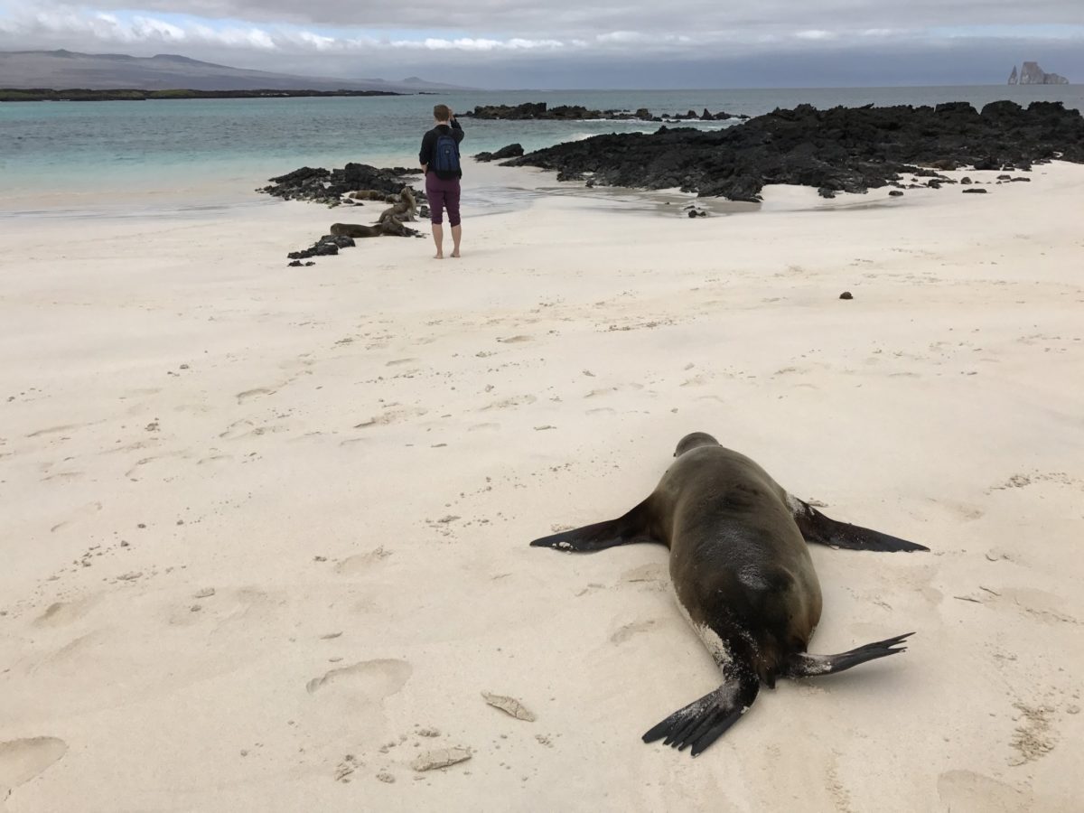 Leigh stalked by an adorable sea lion