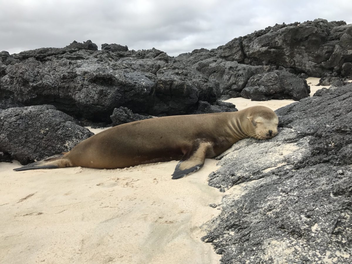 The Galapagos Islands — home to unfathomable numbers of adorable sea lions