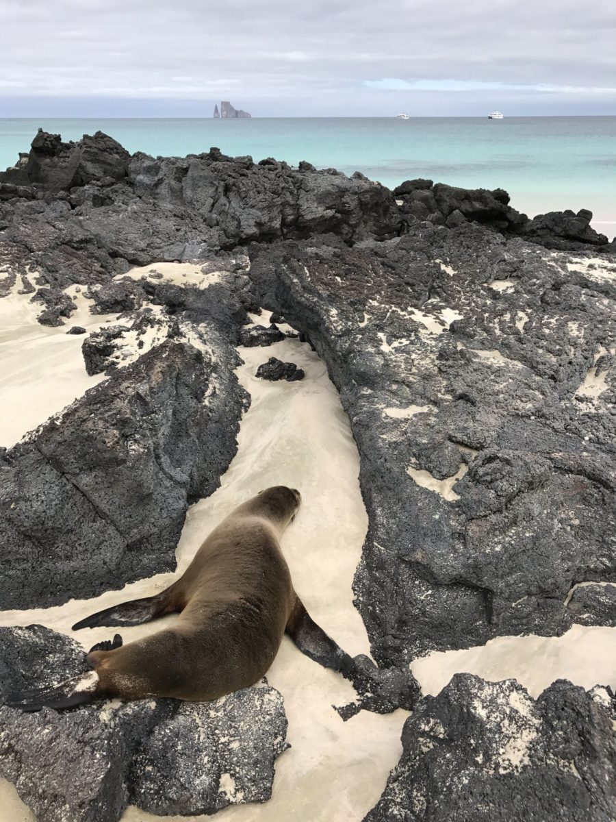 Camo sea lion