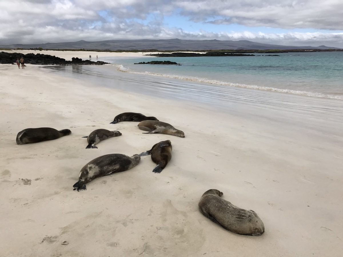 A colony of adorable sea lions keep us company as we await our dinghy