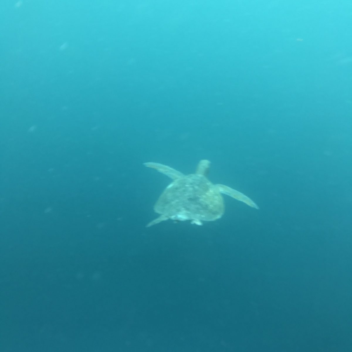 A sea turtle glides gracefully through the water