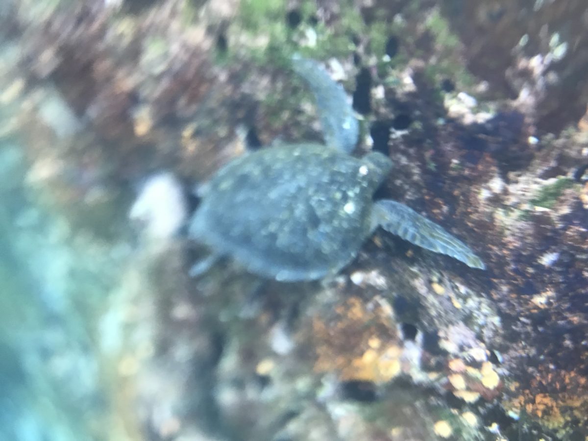 A sea turtle noms on some marine vegetation