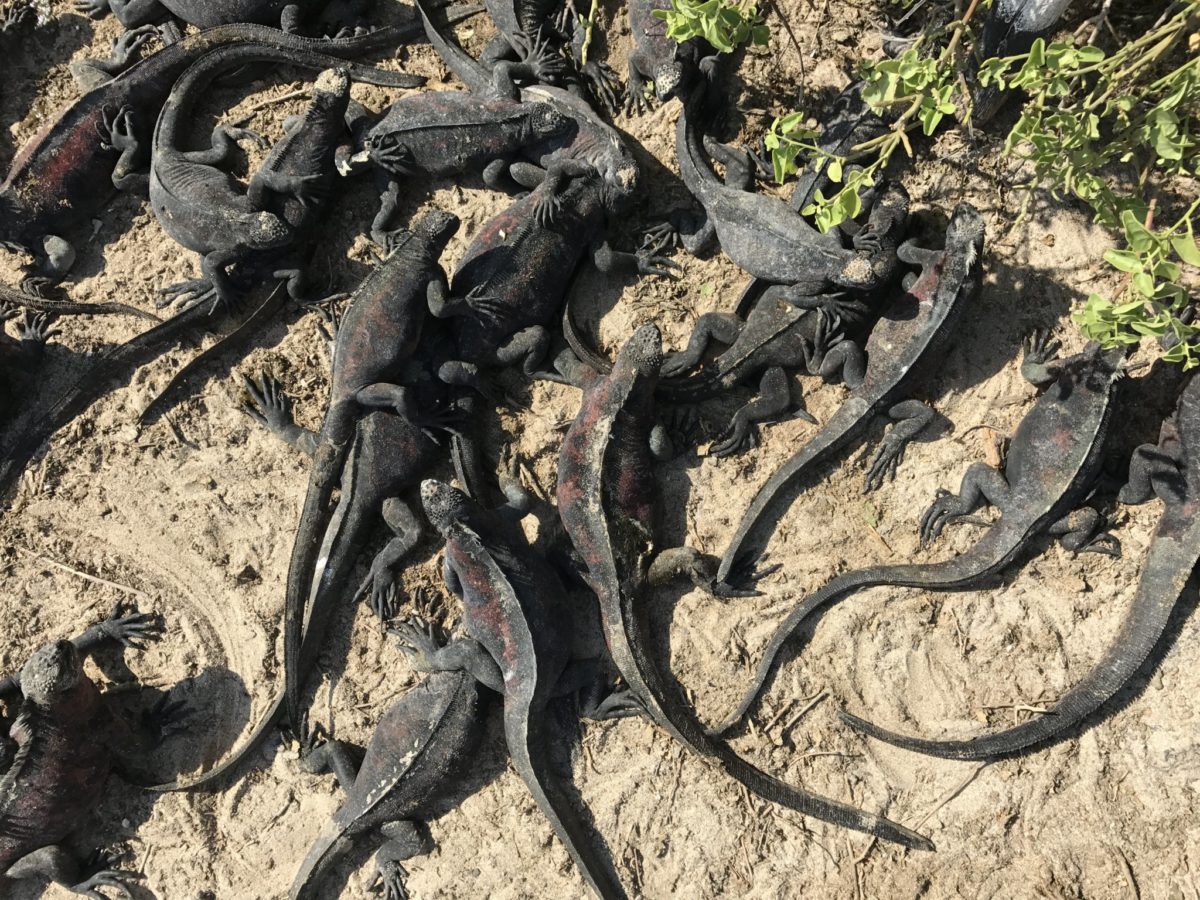 A mess of marine iguanas