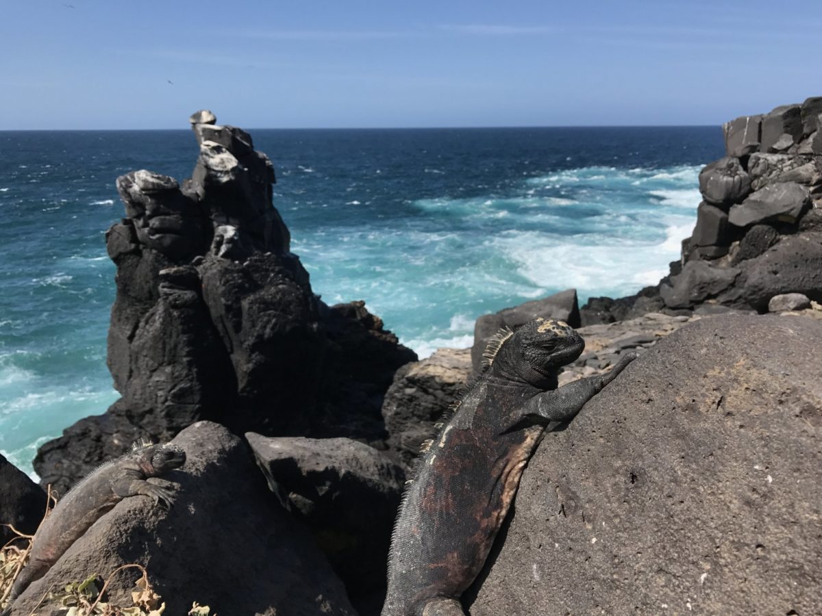 Camo marine iguana