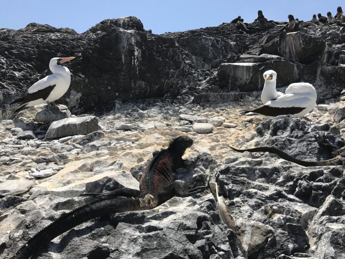 Two Nazca boobies surrounded by marine iguanas (don't worry, they're all buddies)