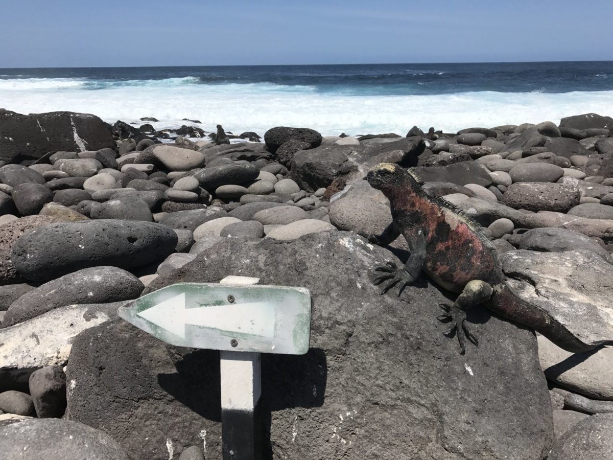 Marine iguana contemplates following posted signage