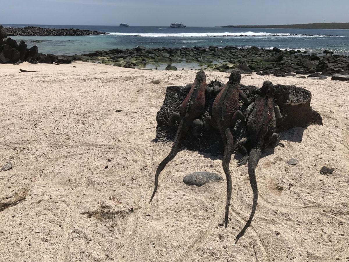 Three marine iguanas checking out the surf