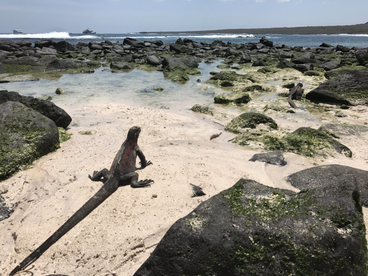 World's longest marine iguana tail?