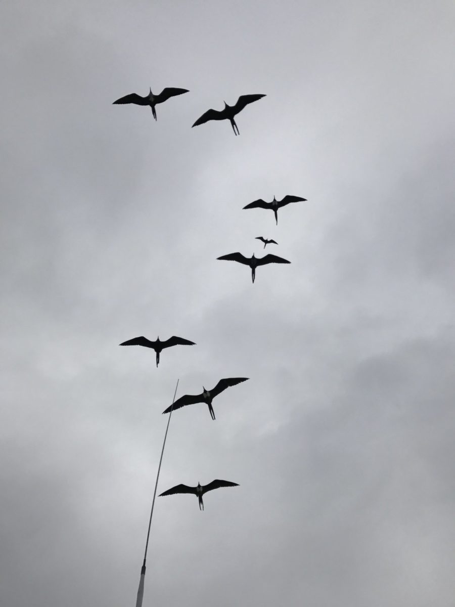 Frigatebirds hang effortlessly over our boat