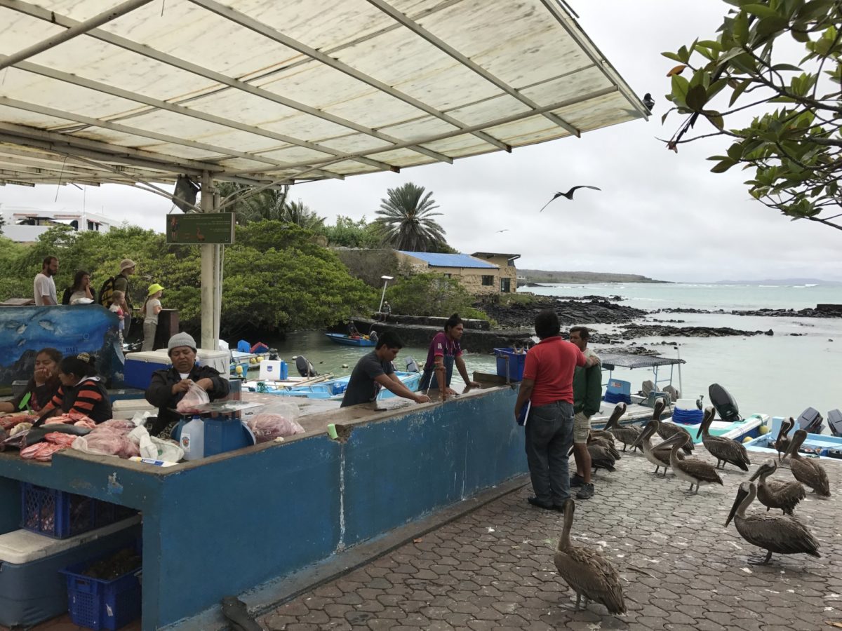 Pelicans outnumber humans at the Puerto Ayora fish market