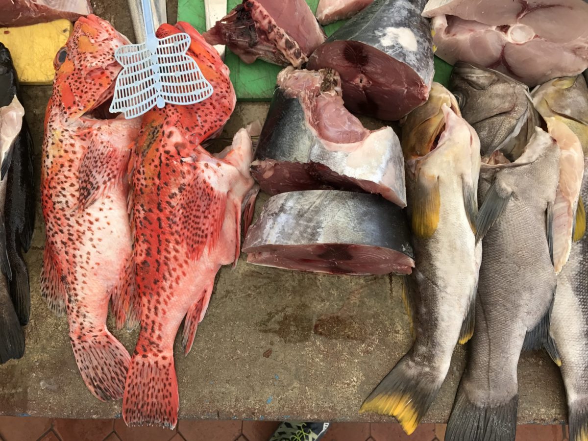 Fish with flyswatter at Puerto Ayora fish market