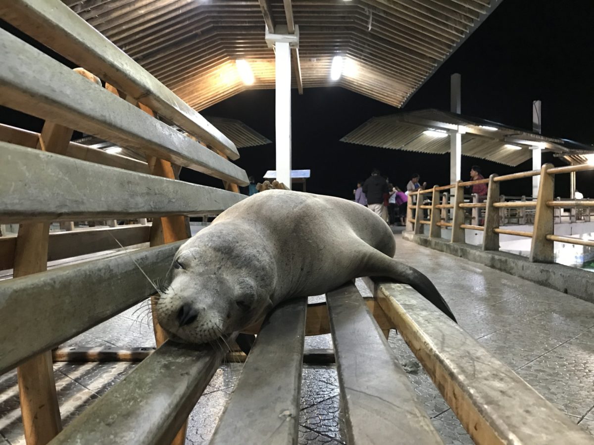 Sea lion adapting to human comforts in Puerto Ayora on our last night