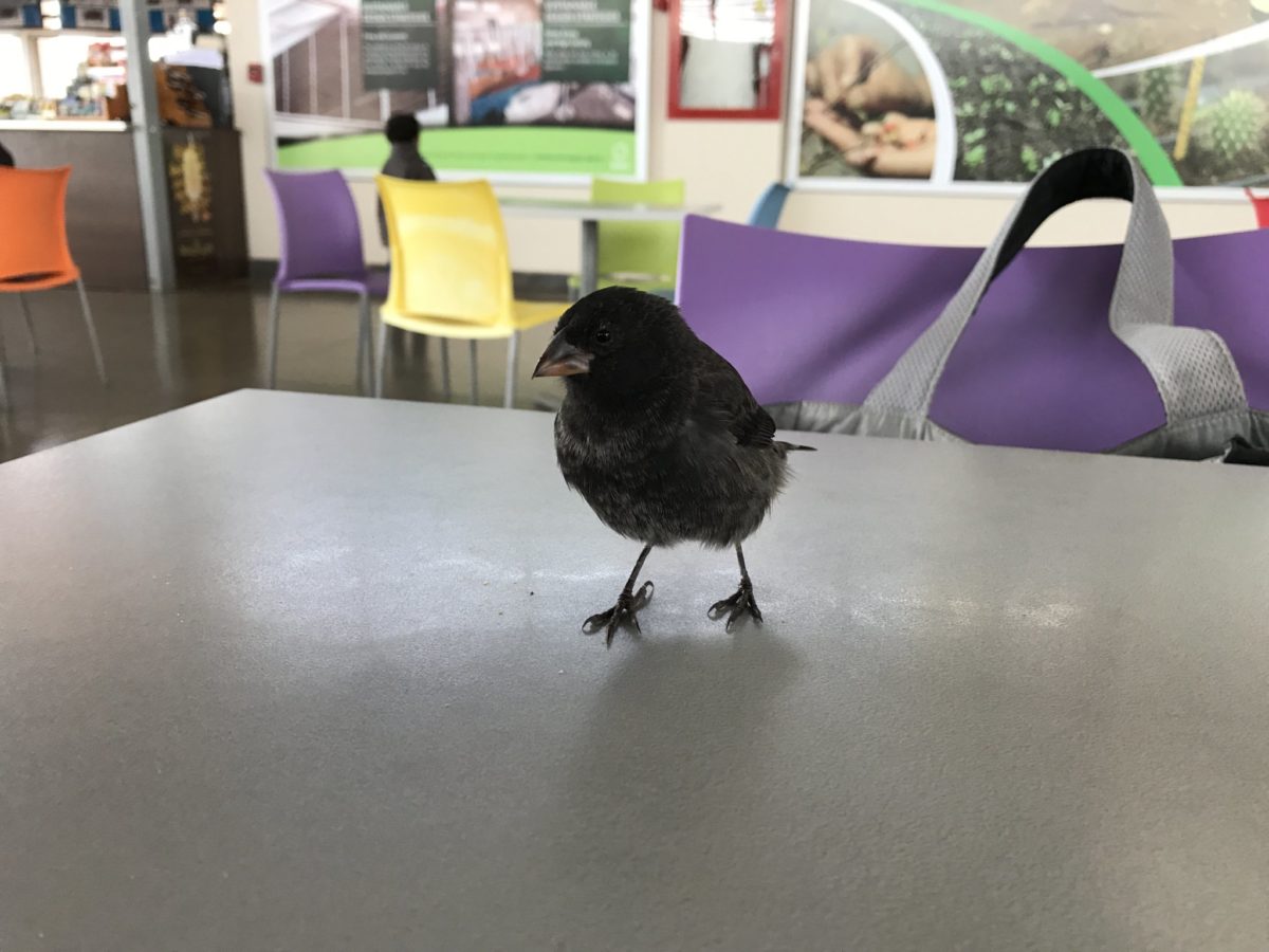 Audacious Darwin's finch bids us farewell from the Galapagos at Baltra airport