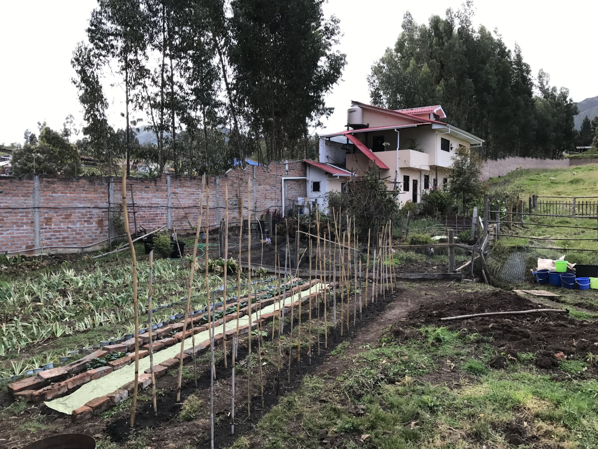 The end of our first day working on the farm: beans and beanpoles planted