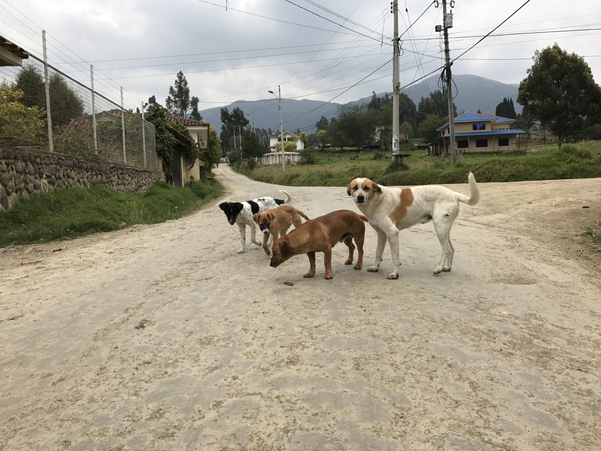 The sight and sound of dogs was commonplace in the farm's barrio of San Miguel de Putushi