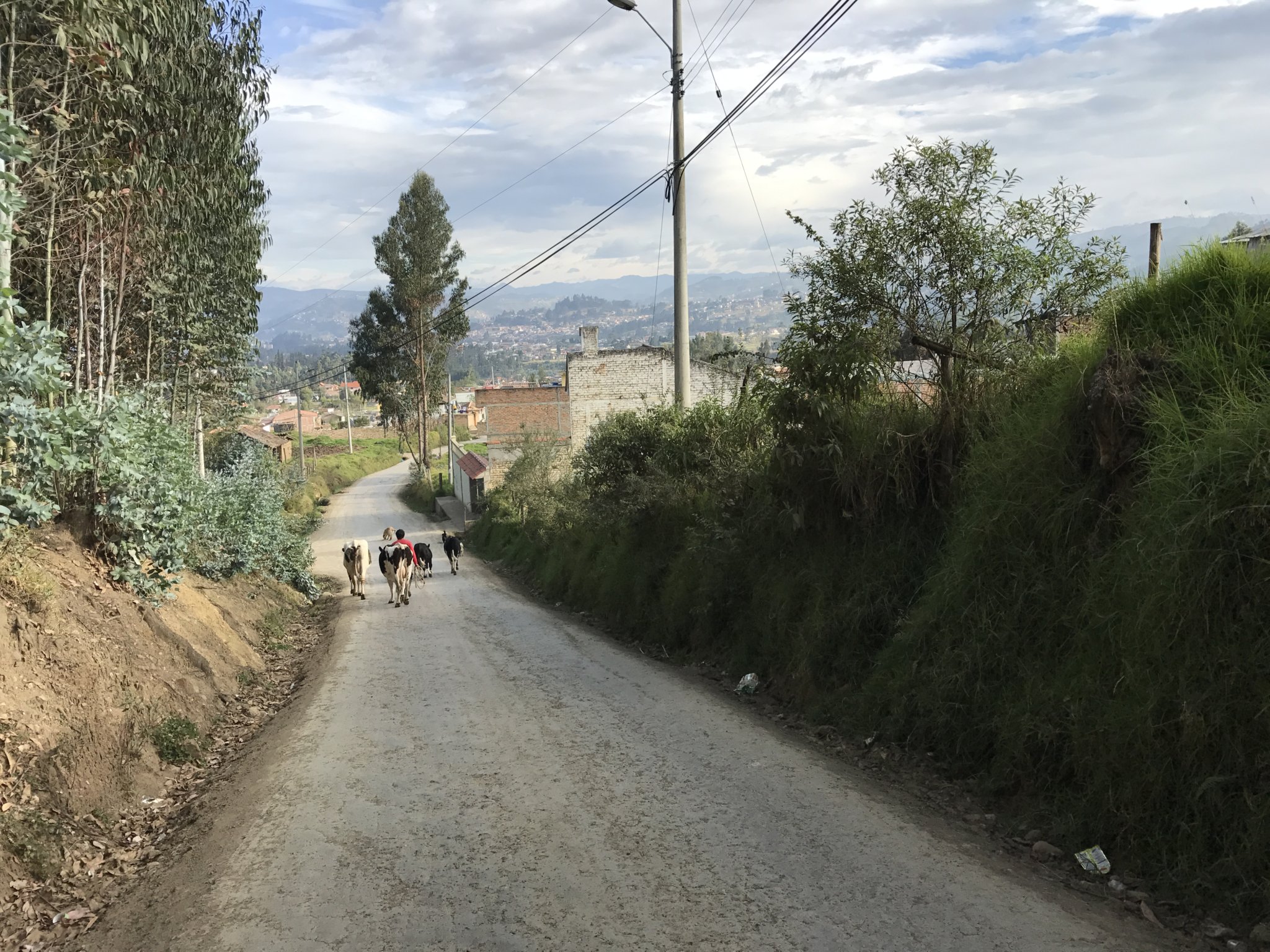 Farmer and cows on the road down from San Miguel de Putushi with Cuenca in the background