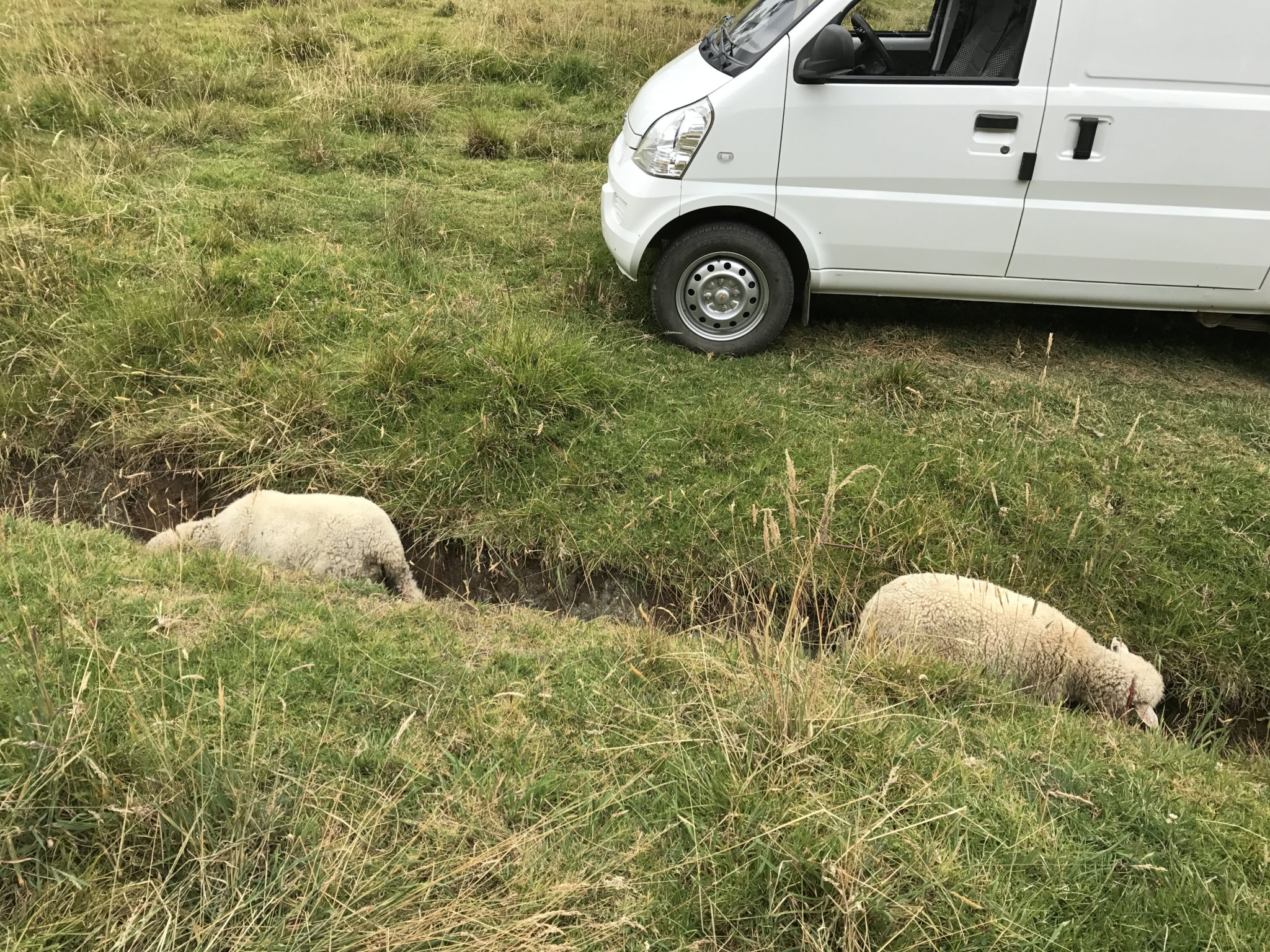 Bonnie and Clyde grazing in an irrigation ditch at the farm