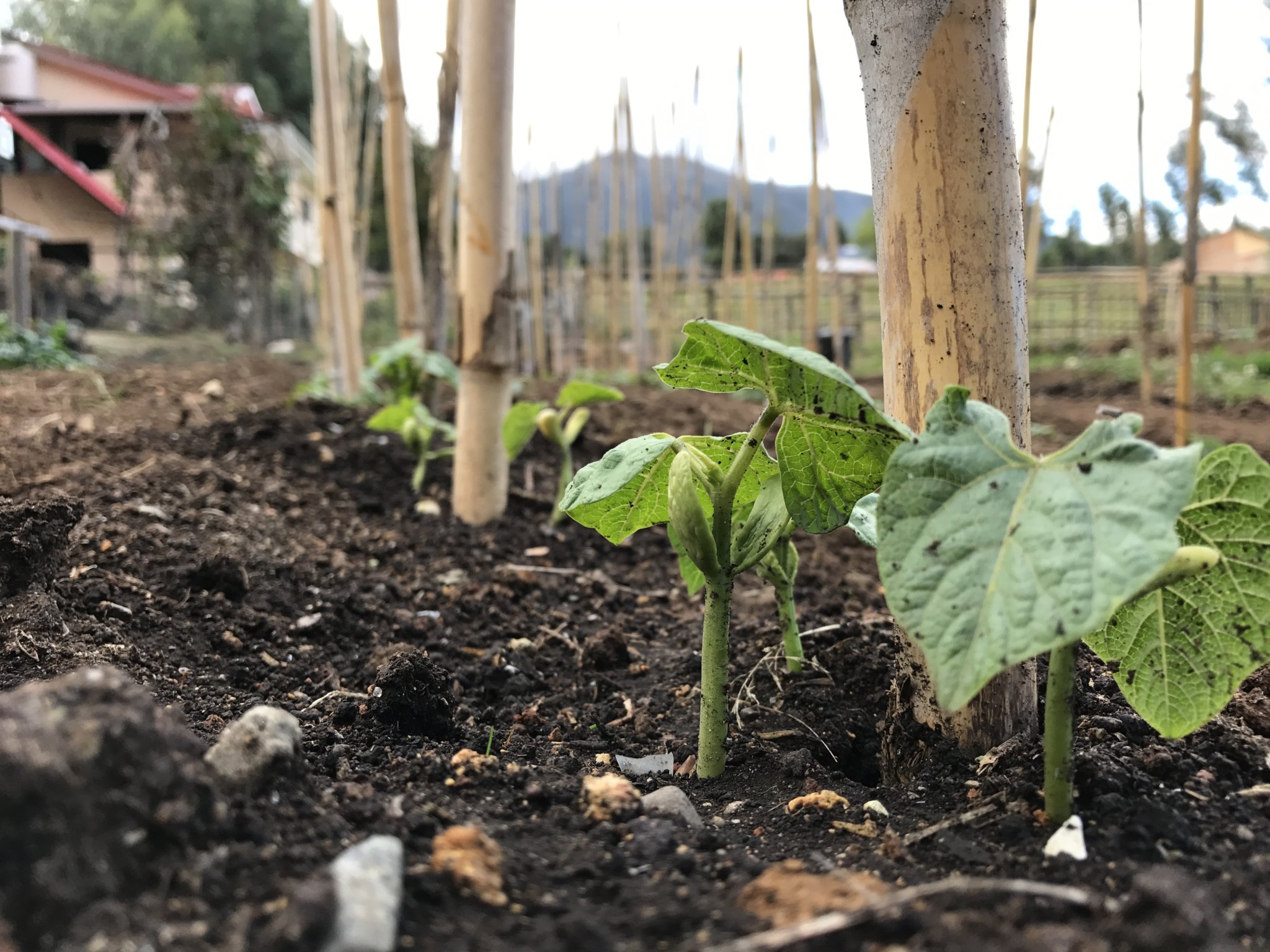 The legumes of our labors on the farm about two weeks after we planted the bean seeds