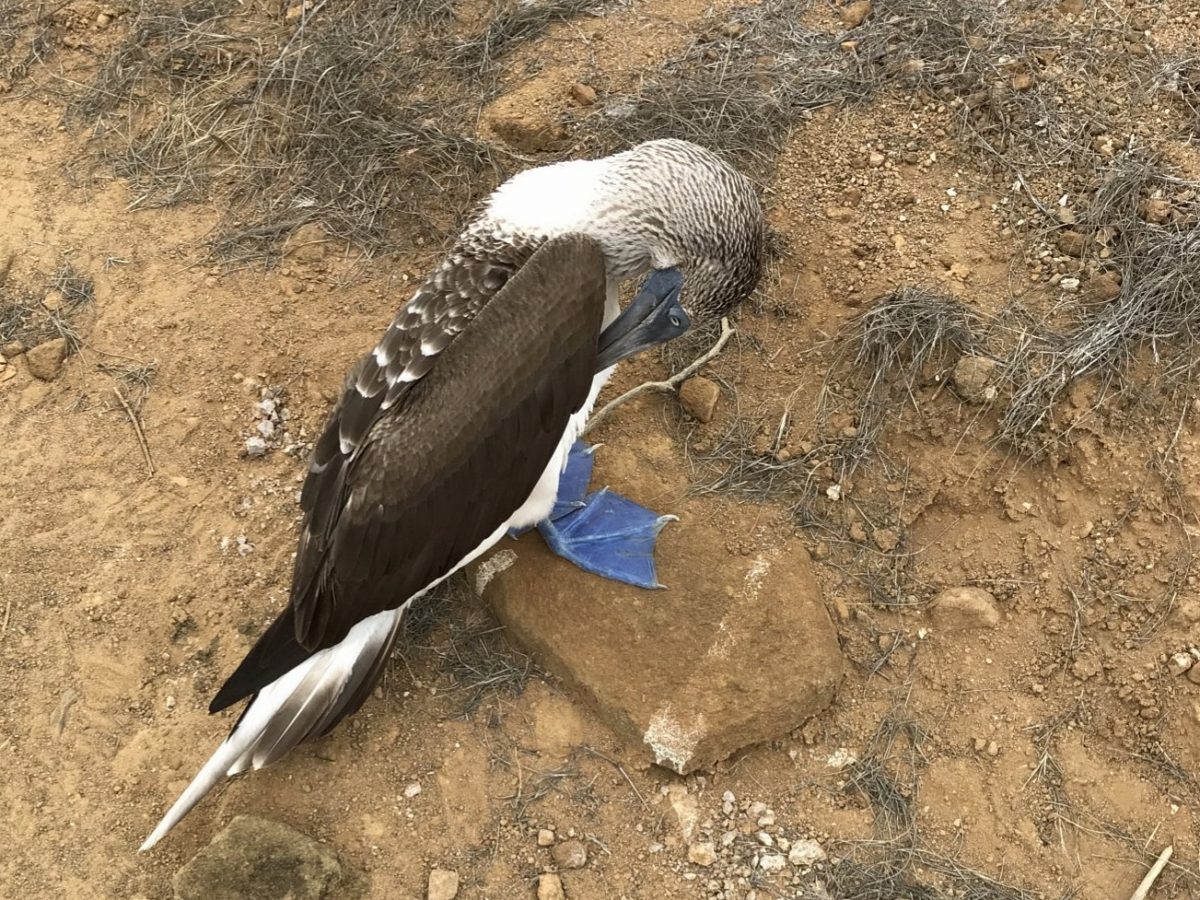 Preening blue-footed booby