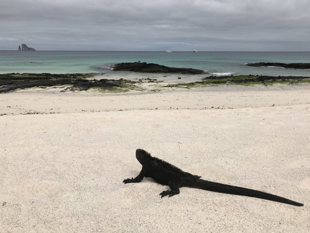 Marine iguanas were commonplace