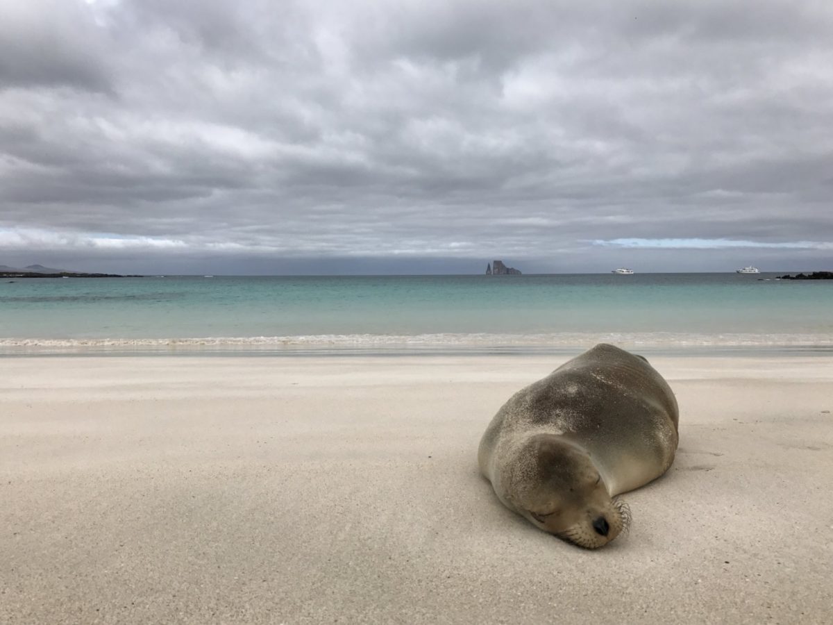 An unending supply of sea lion cutetness