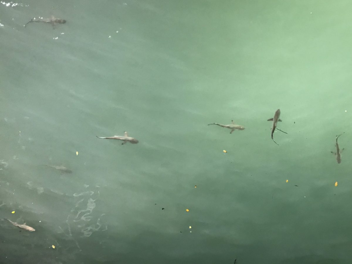 Baby black-tip sharks in the harbor at Puerto Ayora