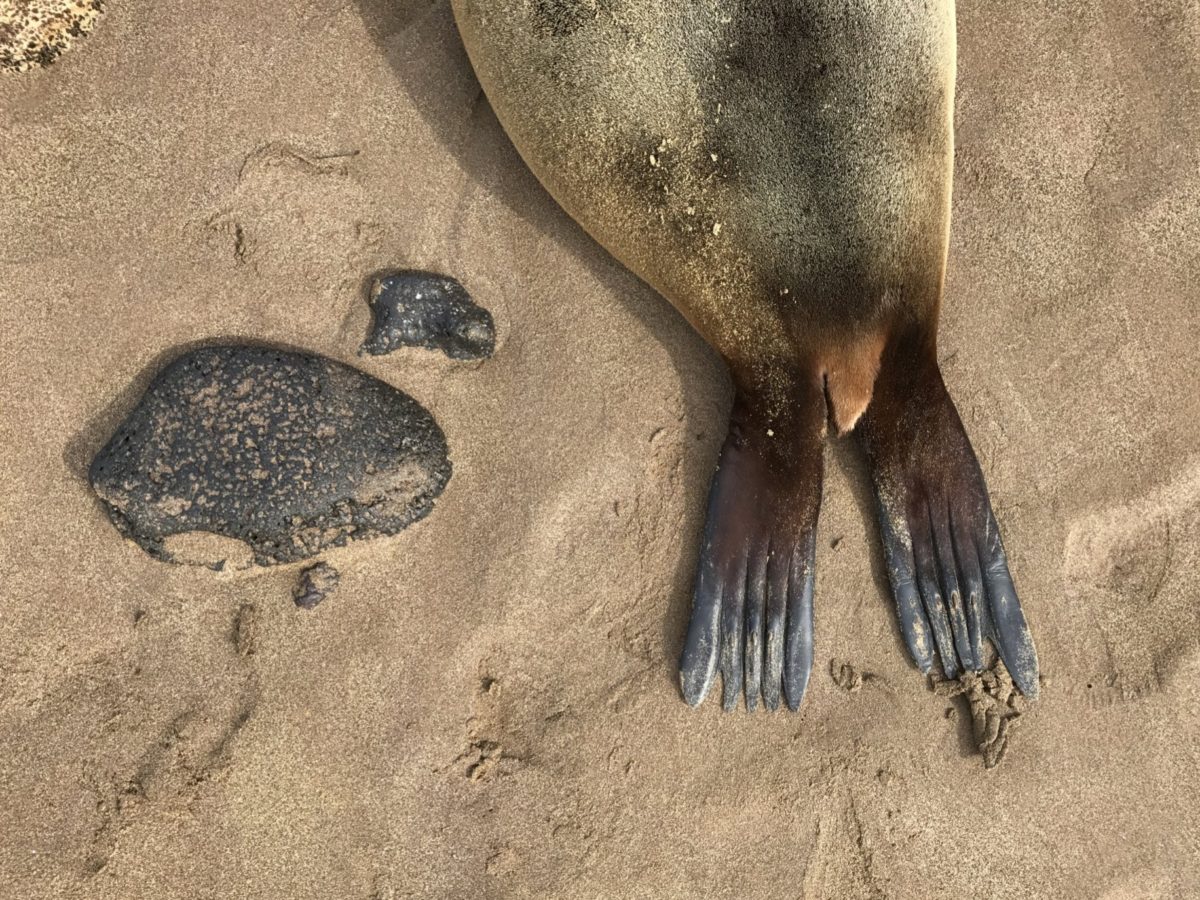 Sea lion bum with rock