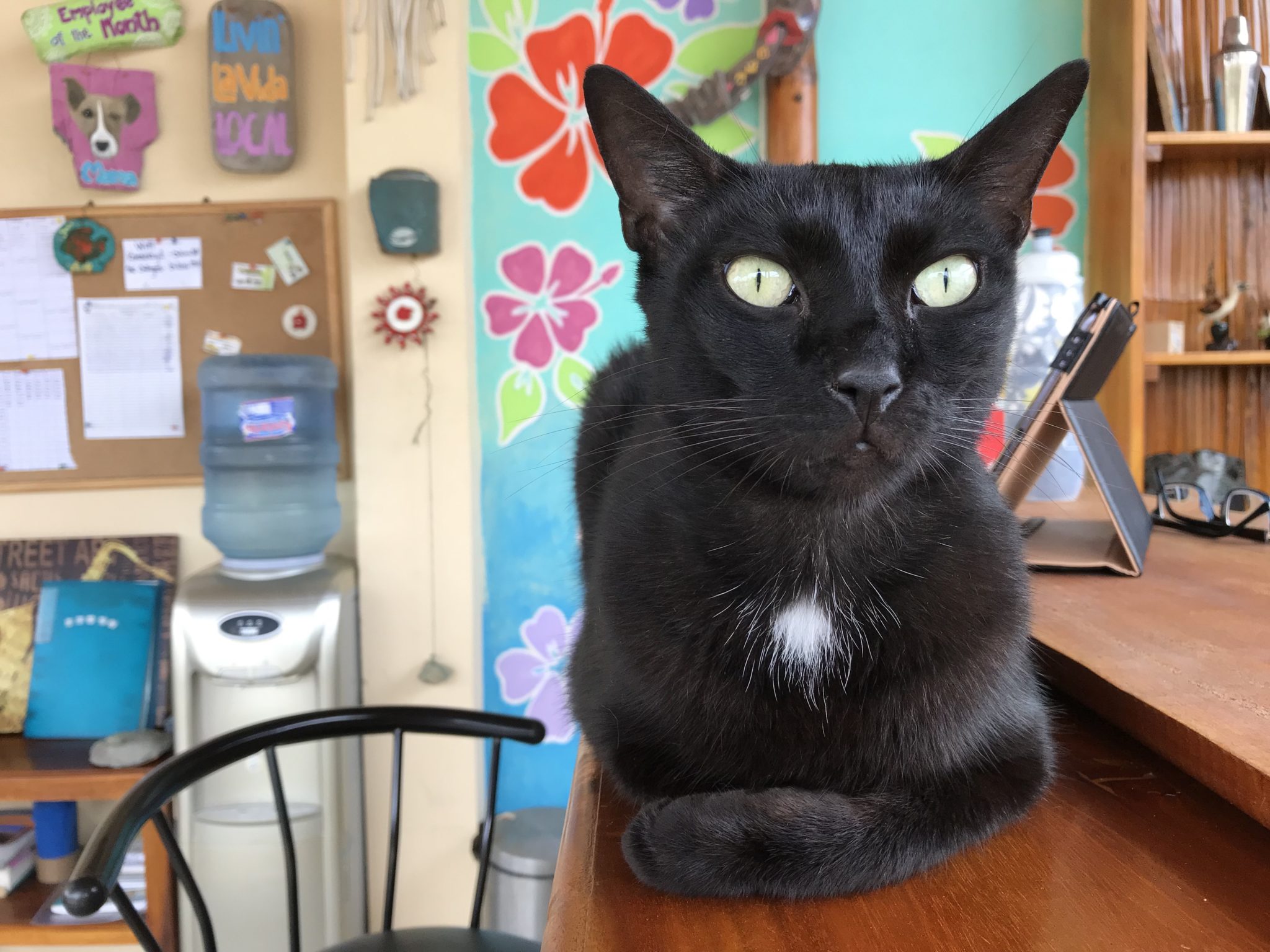 Hawthorne on front desk duty