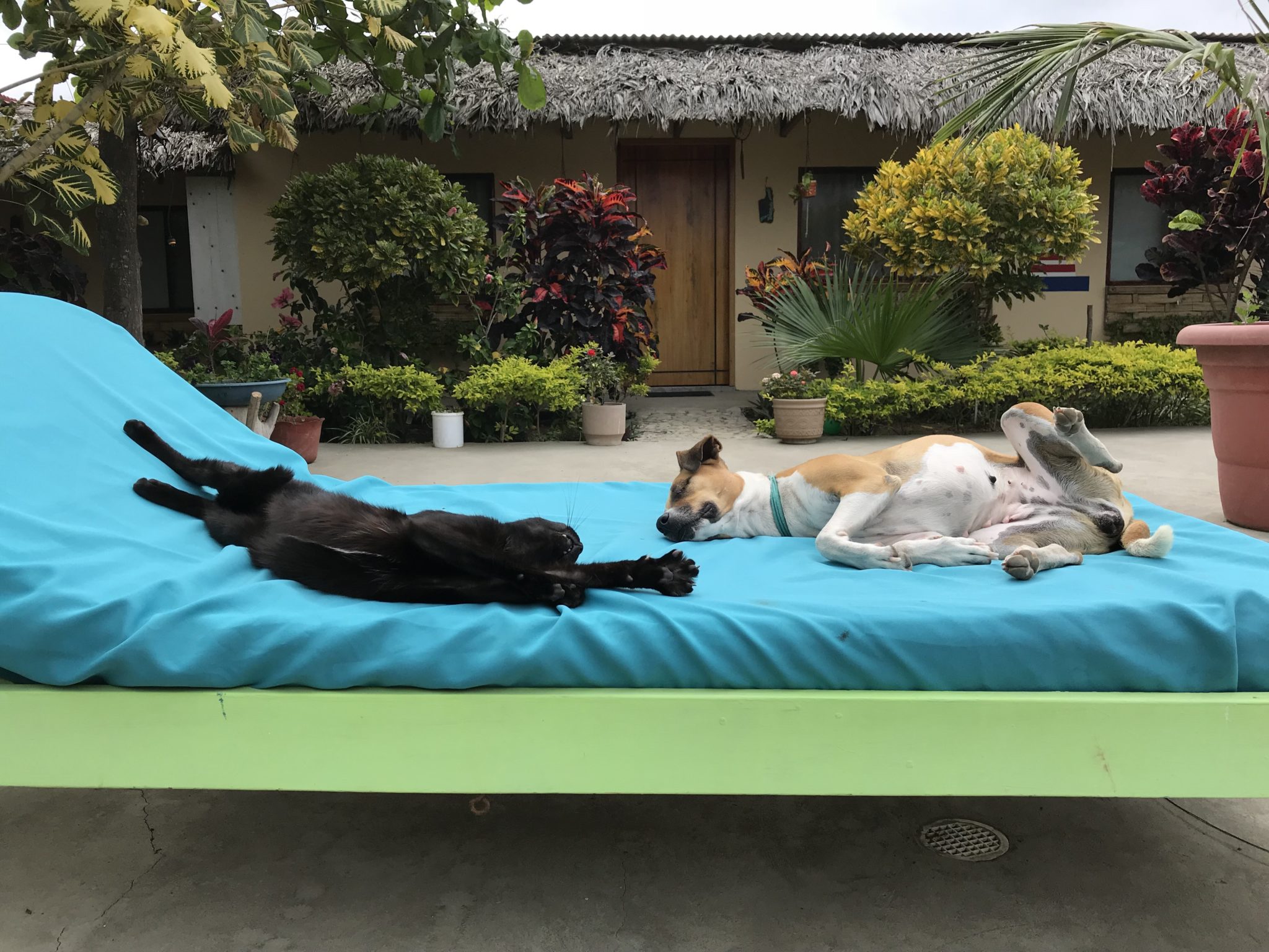 Hawthorne and Mama enjoying the poolside amenities