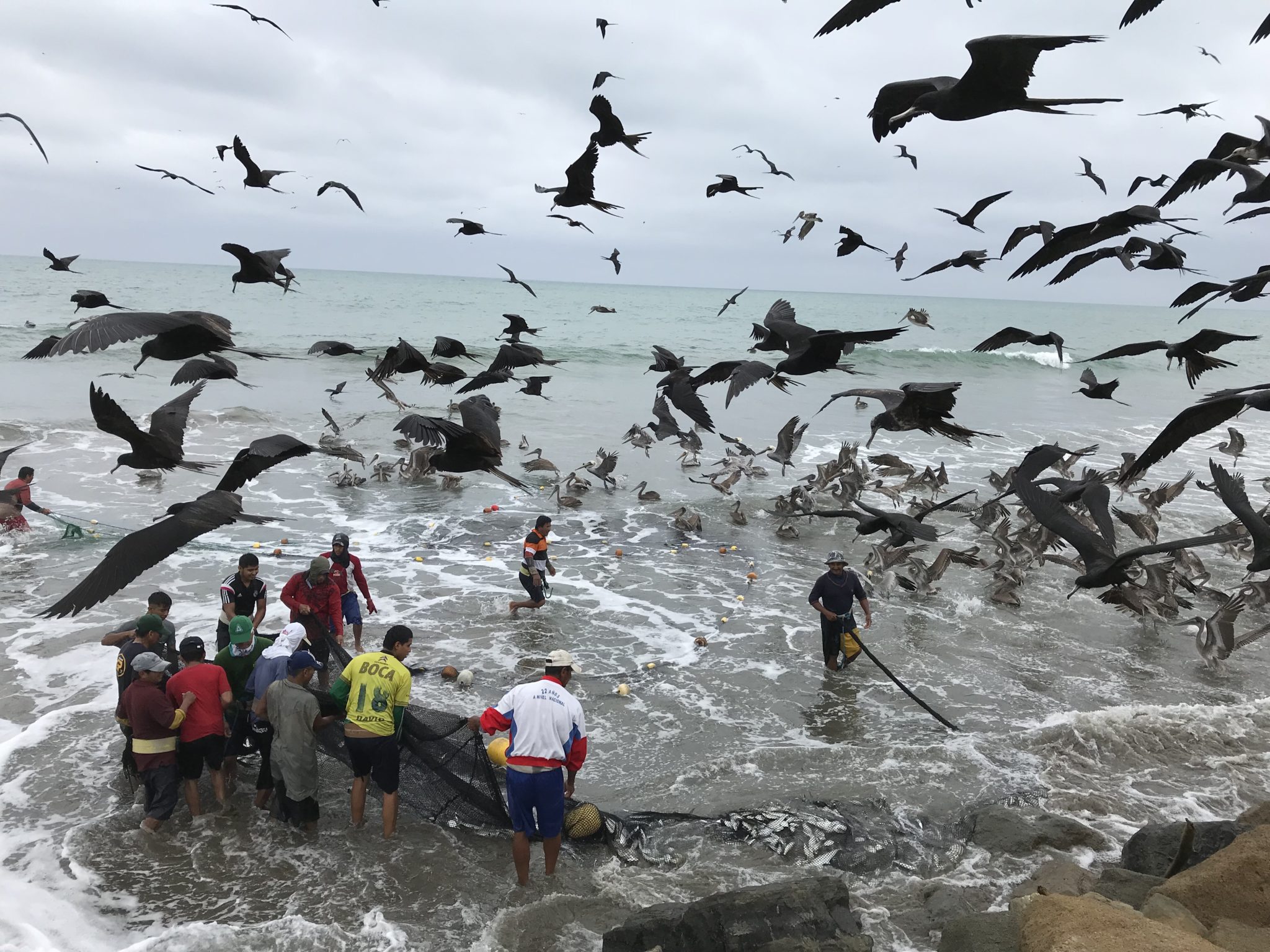 The final stages of the catch, with frigate birds in the air and pelicans in the water