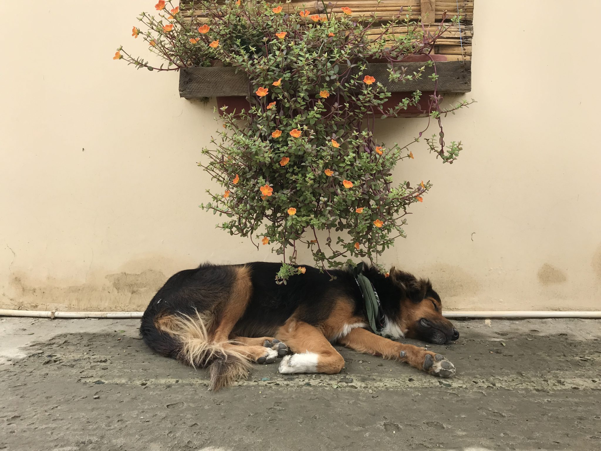 Pulga sleeping in front of one of the rooms