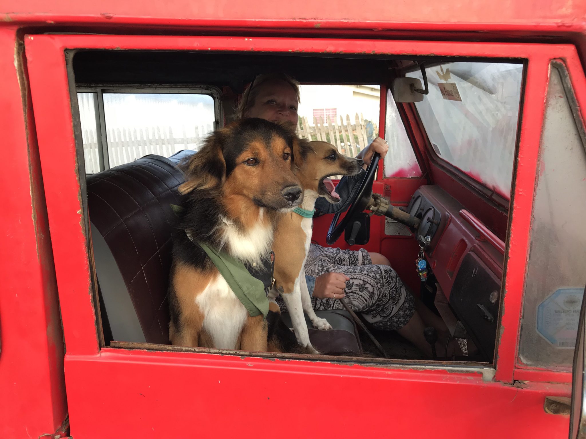 Pulga and Mama (yawning) accompany Kimberly in her antique jeep Big Red