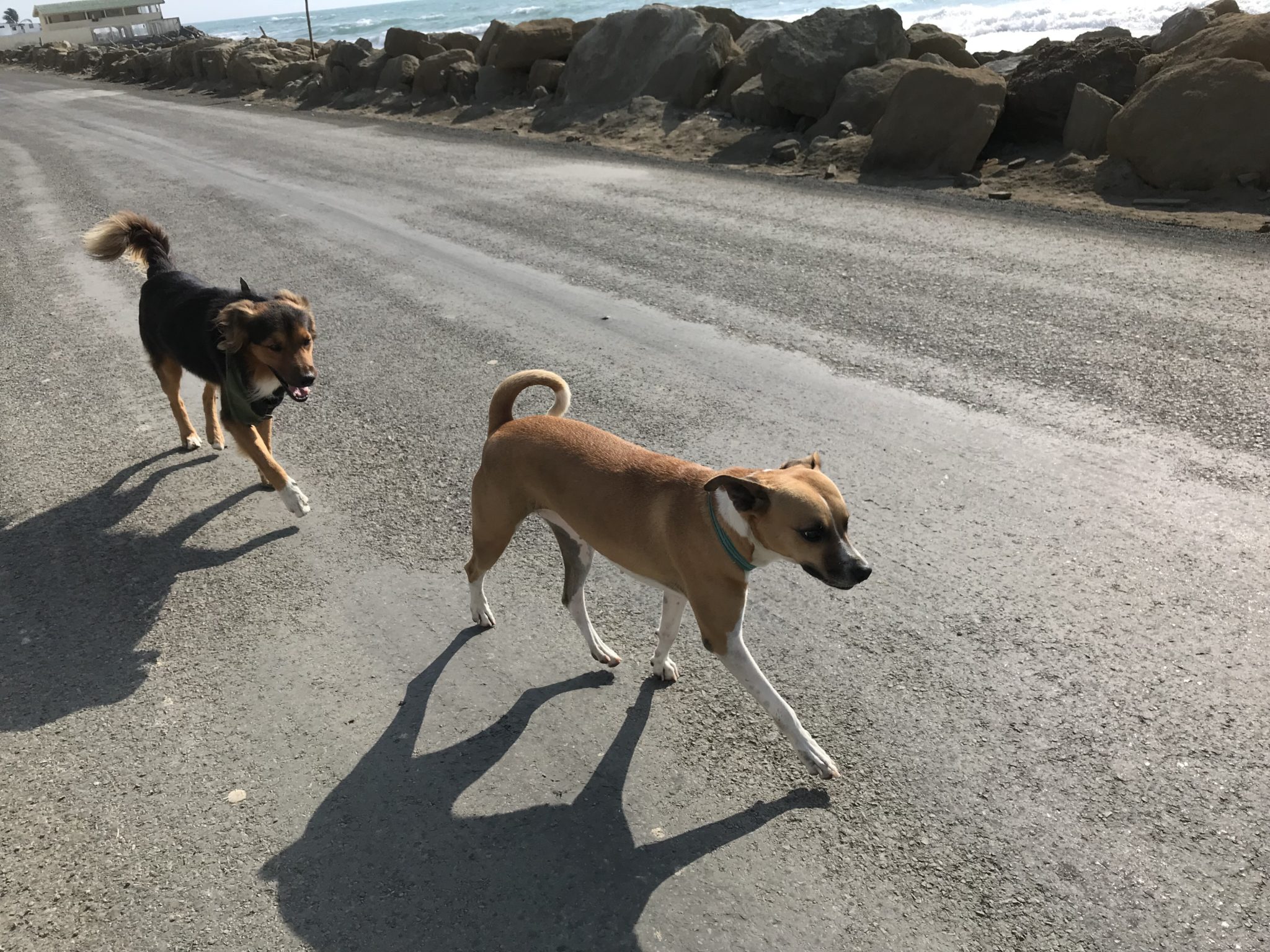 Pulga and Mama were great company on walks along the malecon (the coastal road)