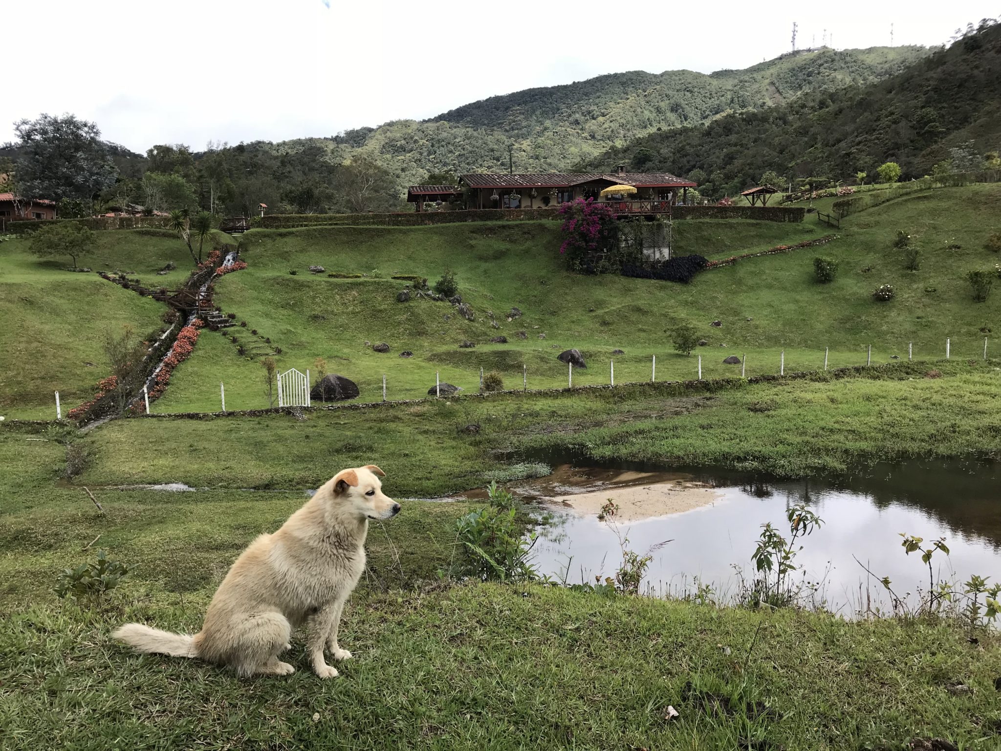 Bella and Pulga's best friend Amber waits patiently for them to return from their swim