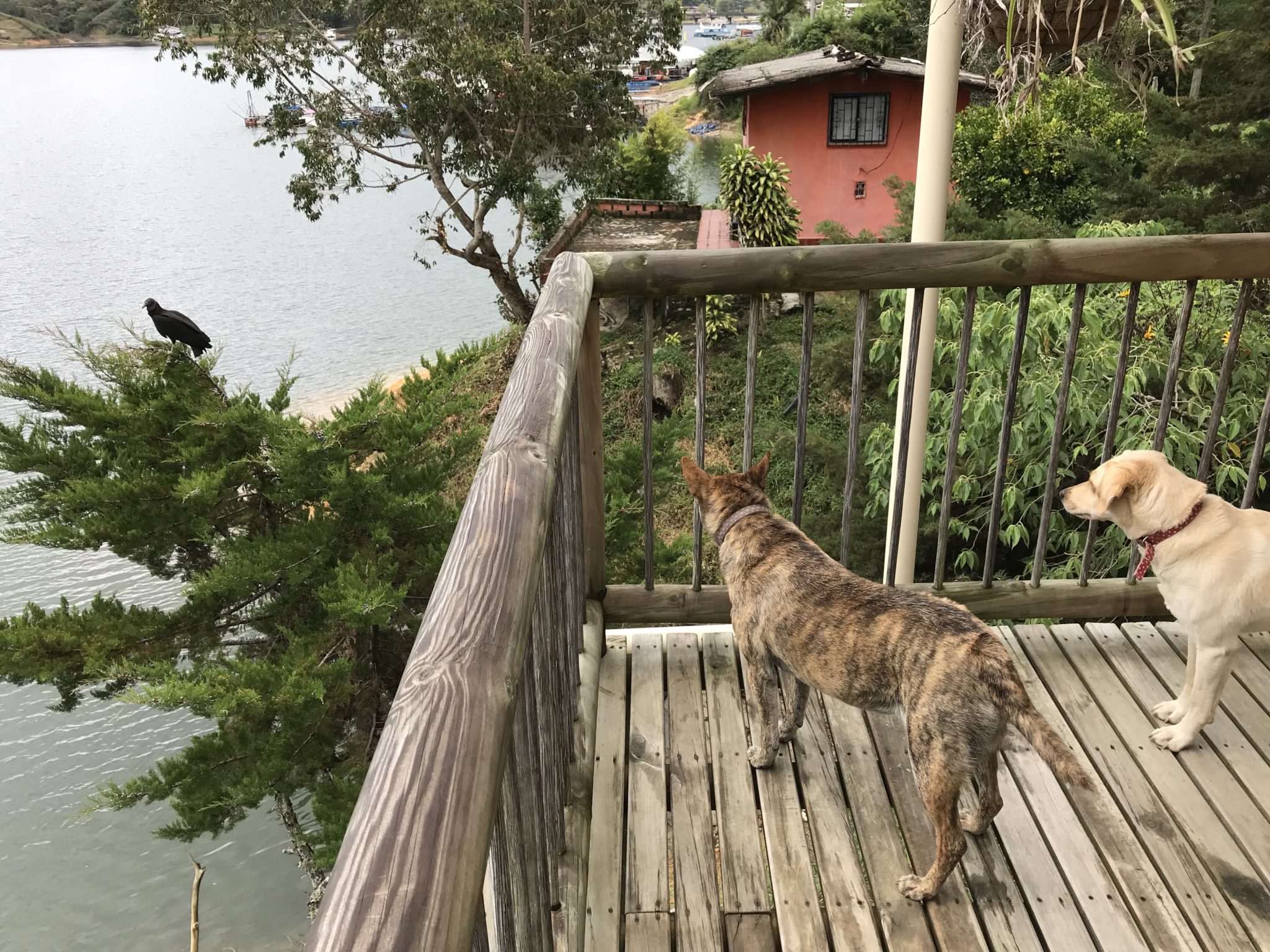 Pulga and Bella stalk a vulture from the balcony