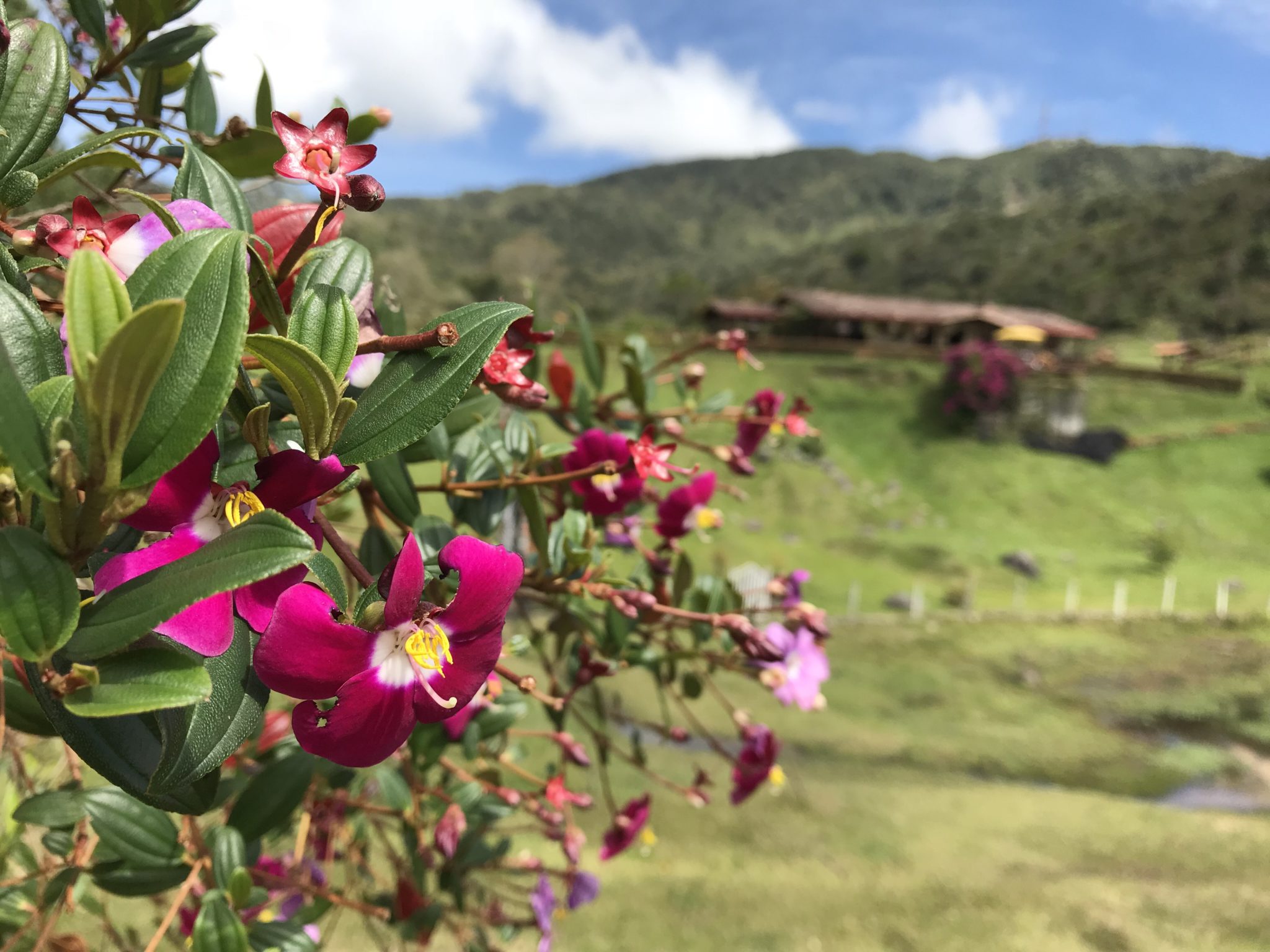 Gorgeous wild flowers and bushes dotted the landscape outside Guatapé