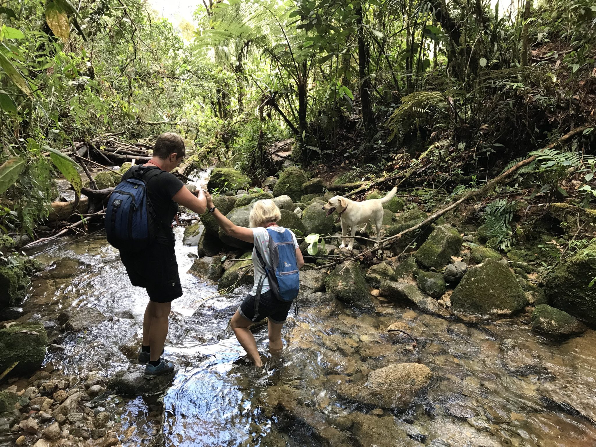 A long hike to a waterfall with our host Bernice, Bella leading the way