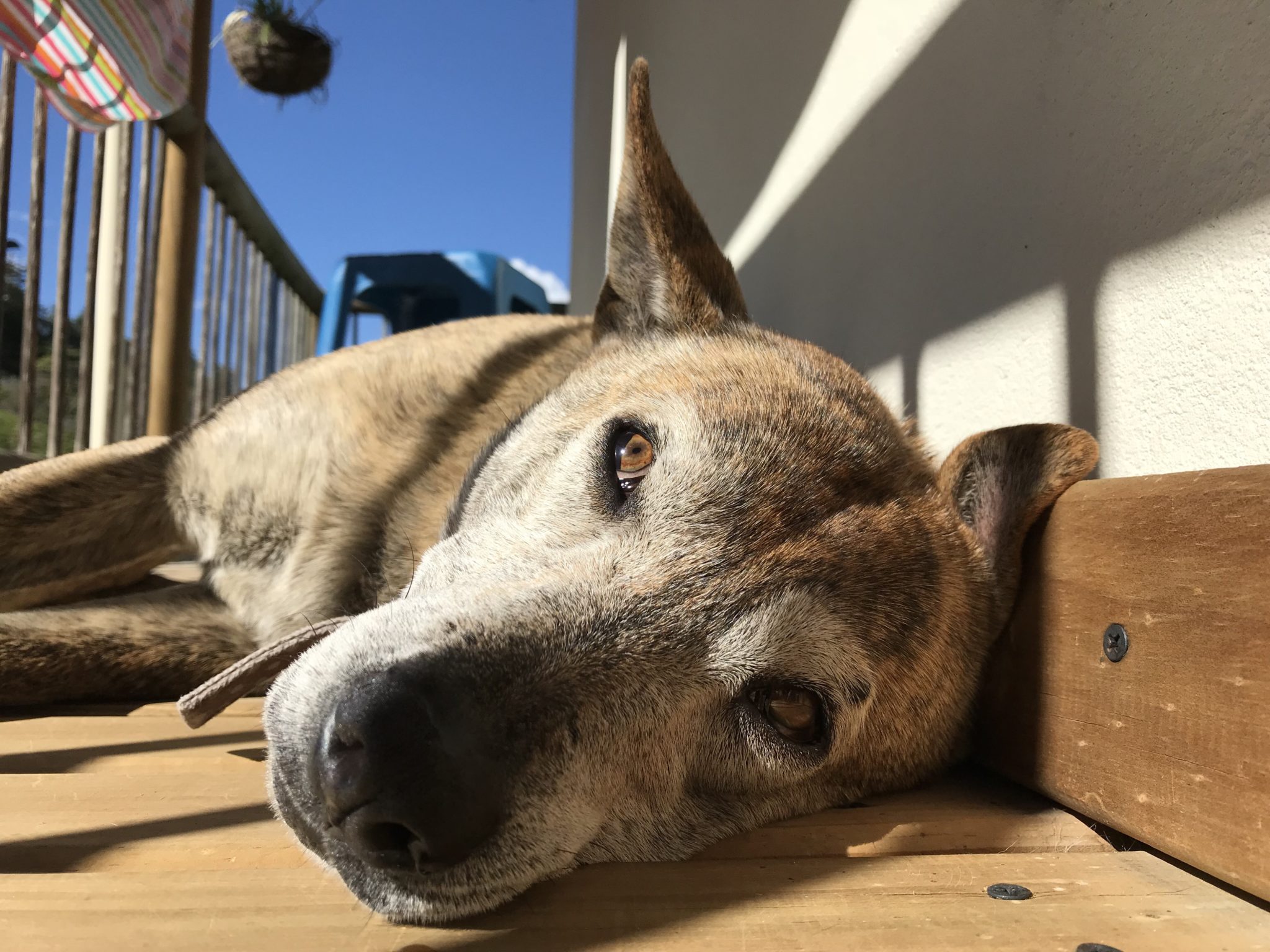 Pulga on the balcony, doing what he does best