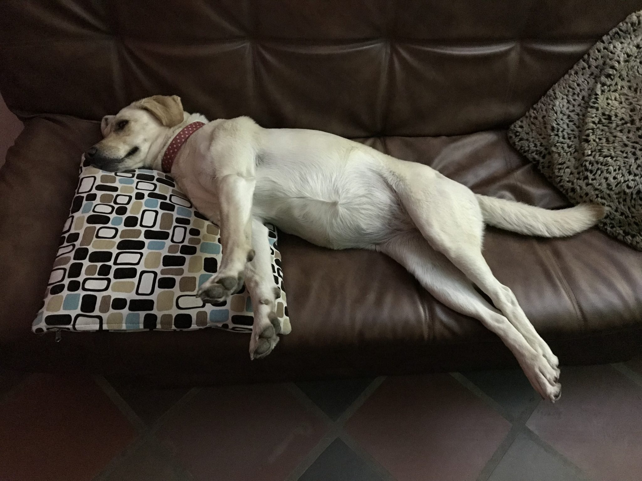 Bella making herself comfortable on the sofa