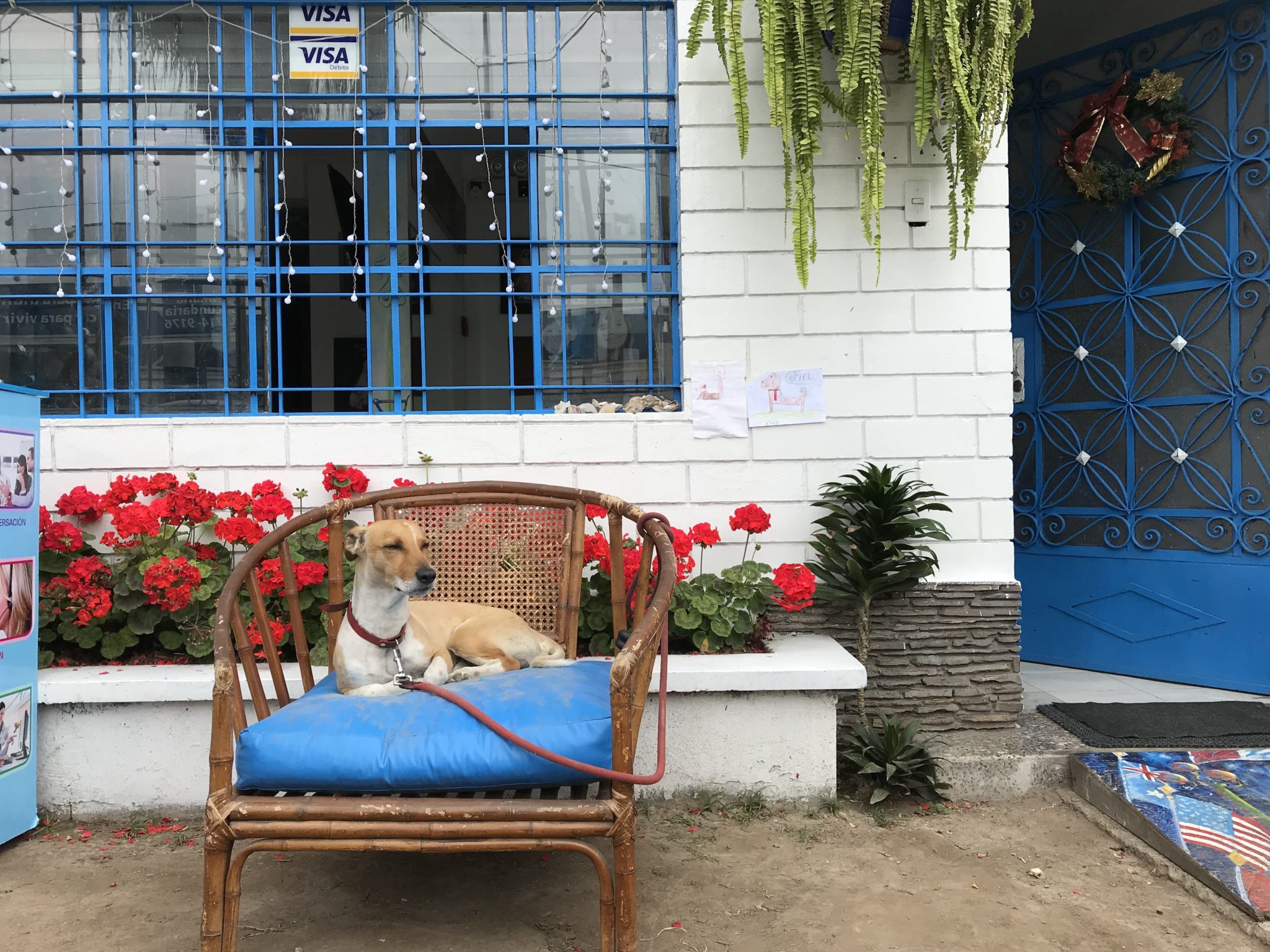 Comfy dog, Barranco, Lima, Peru