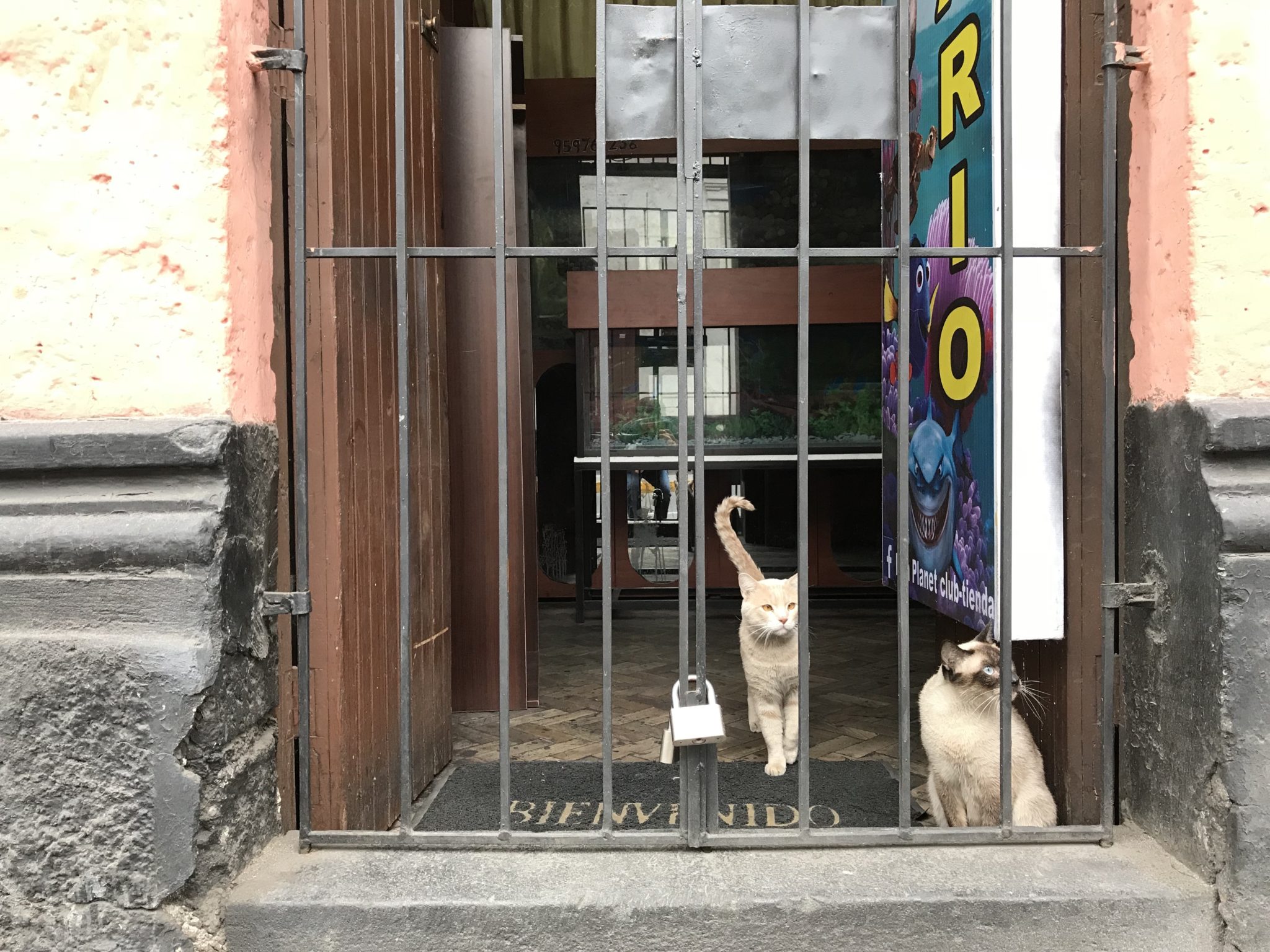 Cats at the aquarium shop, Arequipa, Peru